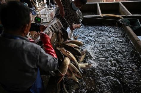 are wet markets open again in china